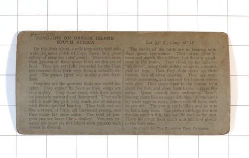 Pinguine auf Dassen Island: Kapstadt Afrika: Keystone Stereoview - Bild 2 von 2