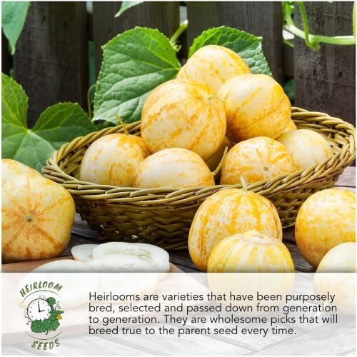 , 200+ Connecticut Field Pumpkin Seeds for Planting (Cucurbita Pepo) Heirloom - Picture 5 of 7
