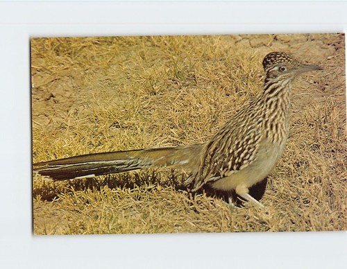 Cartolina Roadrunner (Geococcyx Californianus) - Foto 1 di 2