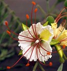 Delonix decaryi, Flamboyant Poinciana Tree Very Rare Bonsai Plant - 5 Sementes