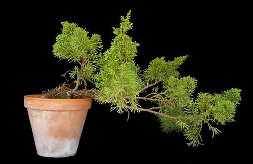 Bonsai - Juniperus - Wacholder-Kaskade - Freilandbonsai - Rohling - 34 cm