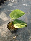 Scindapsus Jade Satin Variegated I Free Phytosanitary Certificate I DHL Exspres