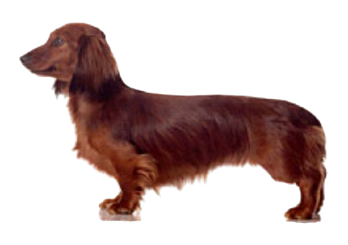 DACHSHUND - Etiquetas de dirección de devolución - 1" x 2 5/8" - Personalizadas - Imagen 7 de 37
