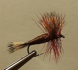 size 10 6 pcs Brown Wulff