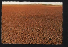 A1896 Australia Channel Country Red Gibber Plain MV vintage postcard