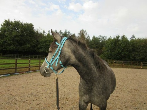 Perfeq Baby/Sky Blue, 2 Part, Padded Synthetic Bridle - Picture 2 of 2