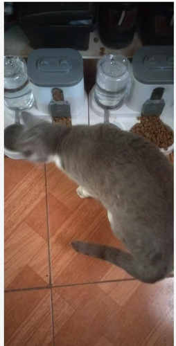 2-in-1 Automatic Pet Feeder & Water Dispenser Cat Dog Food Bowl Set Self Feeding - Picture 16 of 27