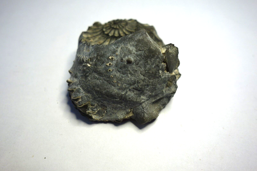 Fossil Ammonite Front And Back Stone Approximately 5 Cm - Picture 3 of 4