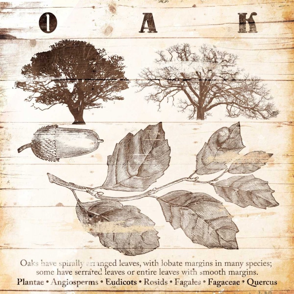 STAMPA-Artistica-Botanico-Tutto-su-Oak-Poster-Su-Carta-o-Tela-Canvas STAMPA-Artistica-Botanico-Tutto-su-Oak-Poster-Su-Carta-o-Tela-Canvas STAMPA-Artistica-Botanico-Tutto-su-Oak-Poster-Su-Carta-o-Tela-Canvas 0c7b81 STAMPA-Artistica-Botanico-Tutto-su-Oak-Poster-Su-Carta-o-Tela-Canvas STAMPA-Artistica-Botanico-Tutto-su-Oak-Poster-Su-Carta-o-Tela-Canvas STAMPA-Artistica-Botanico-Tutto-su-Oak-Poster-Su-Carta-o-Tela-Canvas 0c7b81