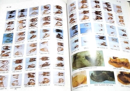 Butterflies of Borneo Vol 1 + 2 Set Kazuhisa Otsuka Tobishima Kensetsu 1988-1991 - Picture 15 of 22