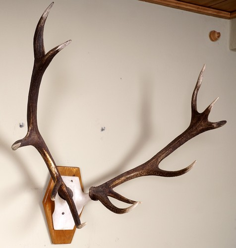 Schönes 10ender Rothirschgeweih mit Metallschädel Red Deer Trophy - Bild 2 von 3