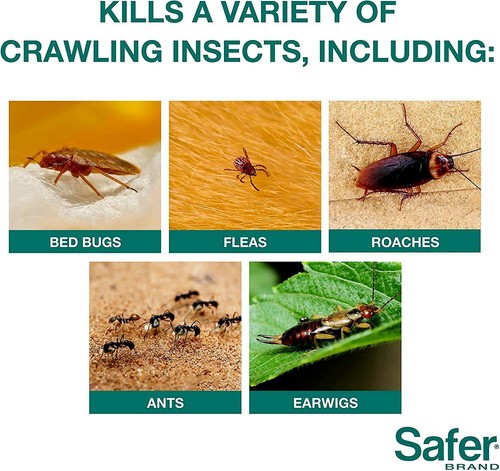 Poderoso Mata Cucaracha Cebo Insecticida En Polvo Para Eliminar Cucarachas #1 - Picture 4 of 6