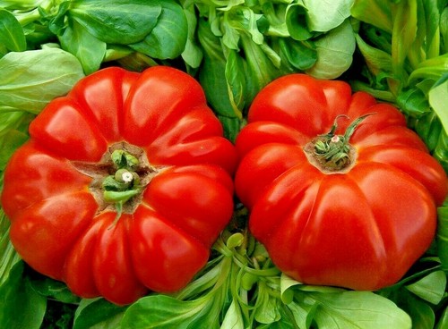 GIANT OXHEART TOMATO 20+ SEEDS ❤️ HEIRLOOM NON-GMO HUGE RARE • FREE SHIPPING - Picture 2 of 4