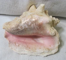 Harvested Queen Conch Sea Shell 7 1/2L x 5 3/4 W 3 1/2 H Seashell  Free Shipping