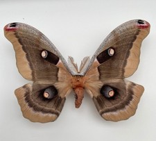 Saturniidae ANTHERAEA  OCULEA****male dark form *****Mexico