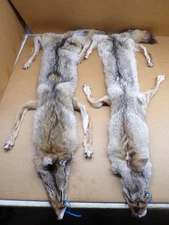 Tanned Eastern Coyote Hide/Furs/Trapping/Taxidermy/Crafts