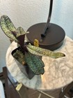 Paphiopedilum delenatii v. vincolor ‘Dark’ X sib — photo 5