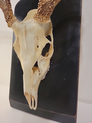 Whitetail 8pt Deer Antlers European Mount Skull Cabin Decor Rustic - Picture 5 of 10