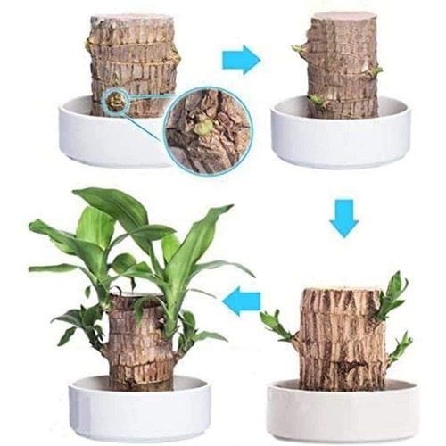 Potted Plant Indoor Brazilian Wood Small Desktop Plant Sprouting Lucky Wood - Picture 4 of 10