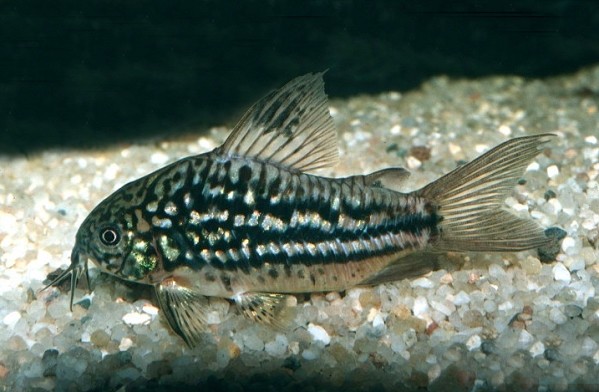 6 (six) x Corydoras napoensis (Rare Catfish) 6 (six) x Corydoras napoensis (Rare Catfish)