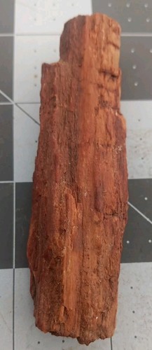 Muestra única de corteza de rama de madera petrificada fósil Utah 3 3/4"×1"×1/2" - Imagen 10 de 11
