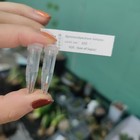 Gymnocalycium mihanocichii Variegated S eeds 100PCS＋