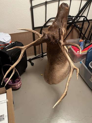 Elk Antler Shoulder Wall Mount