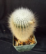 Notocactus rudibuenekeri, cactus plant