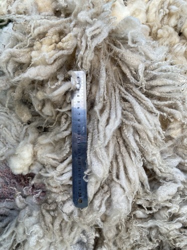 Raw Texel Mule Sheep Fleece, Native UK Breed, Weaving. - Picture 6 of 6