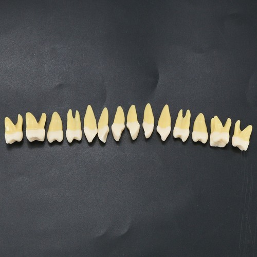 Dental 1:1 Permanent 32 Teile Zähne Demonstration Lehrstudie Modell Zähne M7022 - Bild 3 von 6