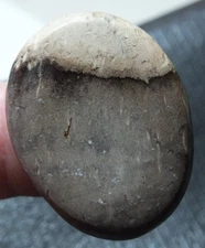 Free Form Louisiana Agatized Palm Wood Cabochon