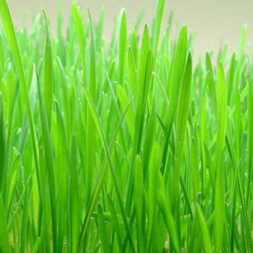 Barley Seeds 500g-4Kg Barley Grass Seed For Your Pets or Juicing or Brewing 🍺 - Picture 8 of 12