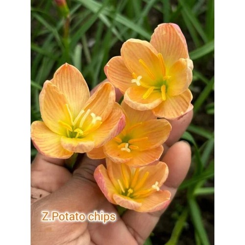 1 bulb AUTHENTIC Rain Lily Zephyranthes (130 varieties) 7-10mm size page 2 - Picture 33 of 70