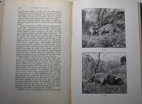 BIG GAME & BIG LIFE, Dowsett 1925 Hunting Adventure Africa New Zealand N.America - Bild 4 von 7