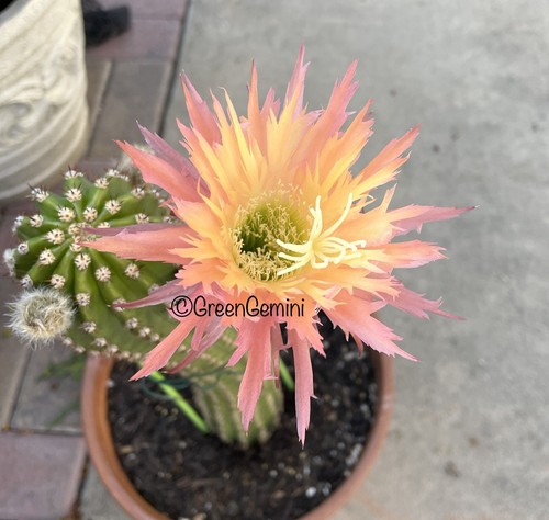 POLARSTERN-TS120 Echinopsis European Hybrids Rooted Pups Cactus Succulents