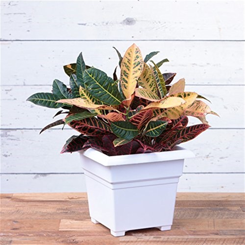 Novelty Plastic Countryside Indoor/Outdoor Square Tub Planter, White, 14in - Picture 3 of 4