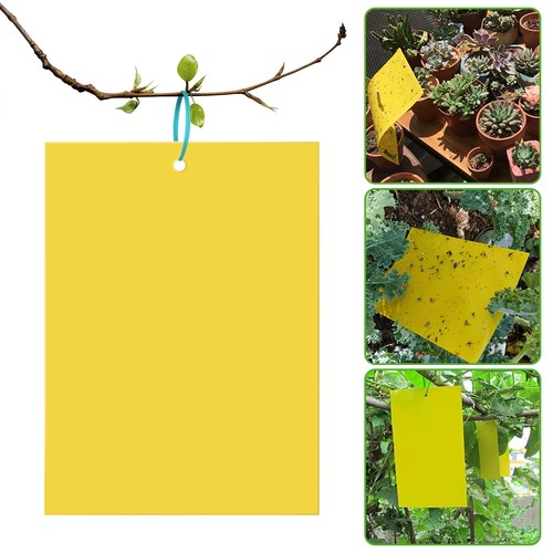 Fruit Flies Trap Sticky Fly Glue Yellow Paper Trap Insect Mosquitoes Pest Catch - Picture 7 of 96