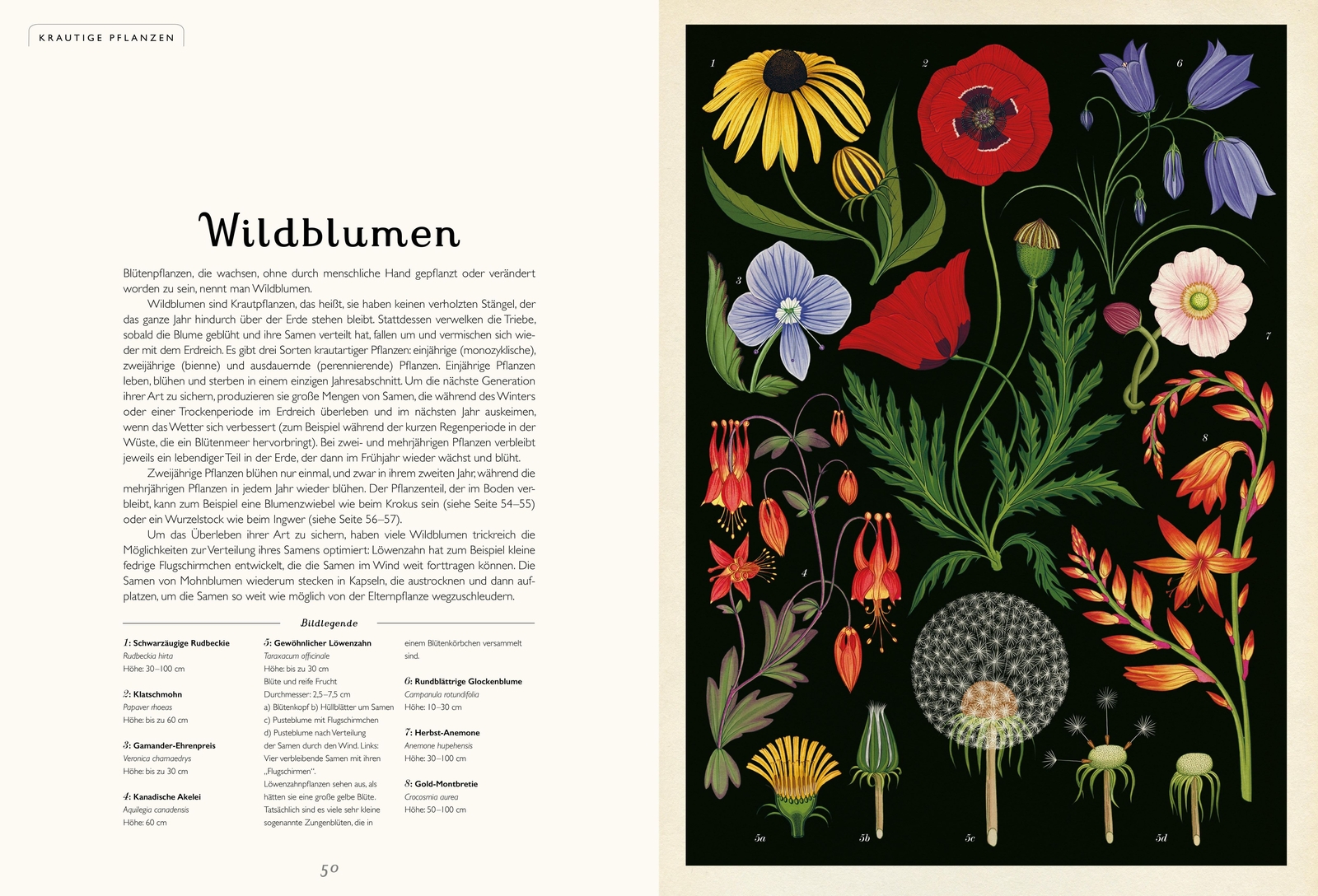 Thumbnail - Das Museum Der Pflanzen | Eintritt Frei | Katie Scott (u. A.) |