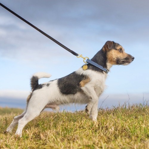 2PCS 20MM Flag Pole Clips Carabiner Clip Trigger Keychain Clips Dog Collar Hooks - Picture 3 of 12