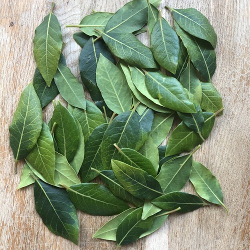 Fresh Organic Bay Leaves (minimum 50) Home Grown Tree Hand Picked to Order - Picture 3 of 5