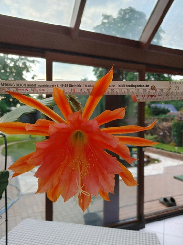 Blattkaktus Epiphyllum orange duftend Fiesta del Flores große Blüte - - Bild 9 von 9
