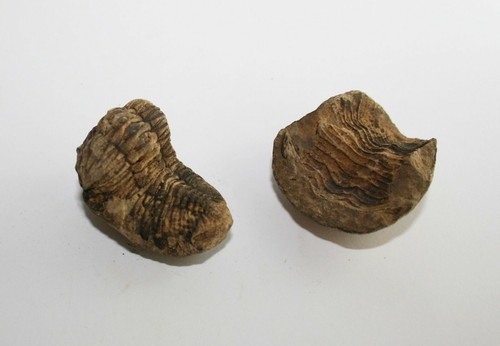 Trilobit Eldredgeia venustus Devon fósil Bolivia eslabones trilobites - Imagen 67 de 71