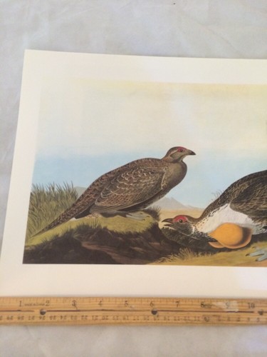 Sage Grouse Audubon Bird Print Picture Plate 126 - 第 2/6 張圖片