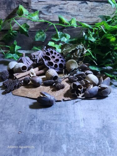 Small Botanical Enrichment Box Blackwater Aquarium Fish Shrimp Aquascaping - Picture 2 of 15