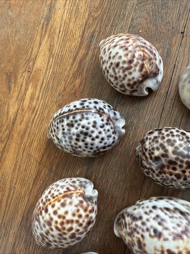 7 VINTAGE SEA SHELL LOT BEACH AQUIRIUM OCEAN RETRO CORAL SHELLS COWRIE 3” - Picture 5 of 13