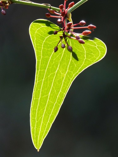 ☺10 graines de salsepareille / smilax aspera - Picture 3 of 3