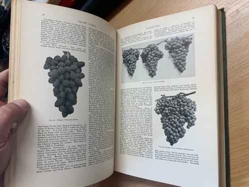 1925 THE GARDINER'S ASSISTANT FRUITS/STORING/PLANT ENEMIES/TOOLS VOL 3 BOOK (P7) - Picture 11 of 20
