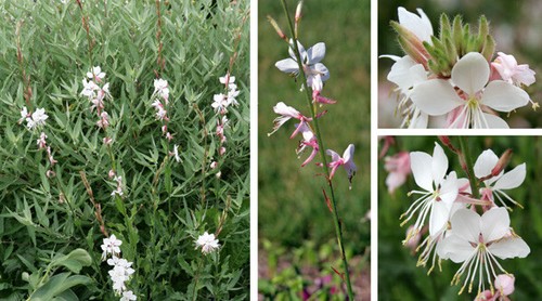 X 2 GAURA LINDHEIMERI 'THE BRIDE' PERENNIAL FLOWERING PLANTS LARGE PLUG SIZE 7CM - Picture 4 of 10