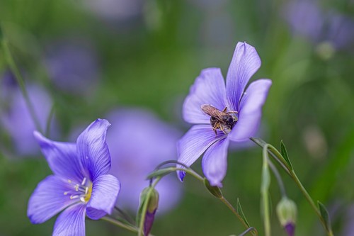Wildblumen Saatgut Mischung Insekten Blumenwiese Samen für 1000 m² Fläche - Bild 8 von 13