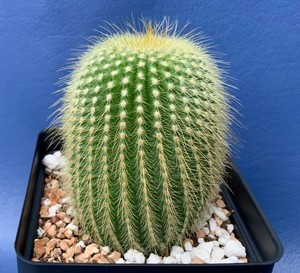 PARODIA-LENINGHAUSII-IN-A-4-POT-SEED-GROWN-CACTUS-PLANT